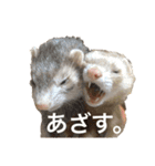 フェレットの日常 ②（個別スタンプ：3）