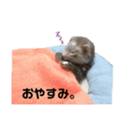 フェレットの日常 ②（個別スタンプ：13）