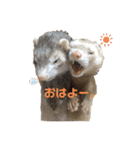 フェレットの日常 ②（個別スタンプ：25）