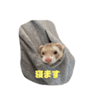 フェレットの日常 ②（個別スタンプ：31）
