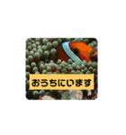 ウチナー釣り人の日常スタンプ（個別スタンプ：6）