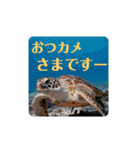 ウチナー釣り人の日常スタンプ（個別スタンプ：8）