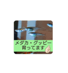 ウチナー釣り人の日常スタンプ（個別スタンプ：24）