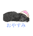 日常で使える関西風わんこ（個別スタンプ：2）