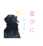 日常で使える関西風わんこ（個別スタンプ：13）
