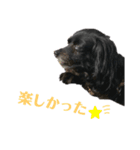 日常で使える関西風わんこ（個別スタンプ：15）