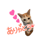 茶白猫 チャイの日常（個別スタンプ：1）