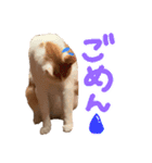 茶白猫 チャイの日常（個別スタンプ：2）