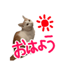 茶白猫 チャイの日常（個別スタンプ：4）