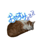 茶白猫 チャイの日常（個別スタンプ：5）
