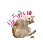 茶白猫 チャイの日常（個別スタンプ：6）