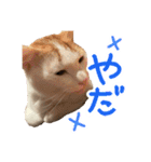 茶白猫 チャイの日常（個別スタンプ：9）
