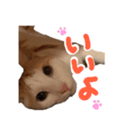 茶白猫 チャイの日常（個別スタンプ：10）