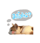 茶白猫 チャイの日常（個別スタンプ：11）
