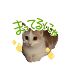 茶白猫 チャイの日常（個別スタンプ：12）