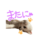 茶白猫 チャイの日常（個別スタンプ：13）