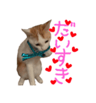 茶白猫 チャイの日常（個別スタンプ：14）