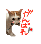 茶白猫 チャイの日常（個別スタンプ：15）