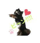 愛犬達 2（個別スタンプ：1）