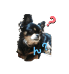 愛犬達 2（個別スタンプ：2）