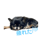 愛犬達 2（個別スタンプ：4）