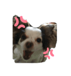 愛犬達 2（個別スタンプ：5）