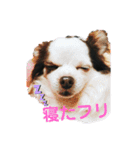 愛犬達 2（個別スタンプ：6）