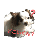 愛犬達 2（個別スタンプ：7）