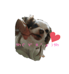 愛犬達 2（個別スタンプ：8）