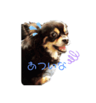 愛犬達 2（個別スタンプ：9）