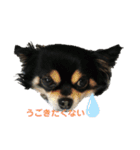 愛犬達 2（個別スタンプ：10）