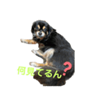 愛犬達 2（個別スタンプ：11）