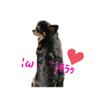 愛犬達 2（個別スタンプ：12）