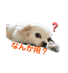 愛犬達 2（個別スタンプ：13）