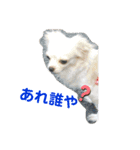 愛犬達 2（個別スタンプ：14）