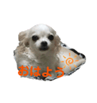 愛犬達 2（個別スタンプ：16）