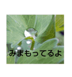お花はいかがですか？（個別スタンプ：1）