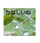 お花はいかがですか？（個別スタンプ：4）