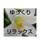 お花はいかがですか？（個別スタンプ：5）