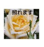 お花はいかがですか？（個別スタンプ：6）