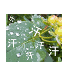 お花はいかがですか？（個別スタンプ：8）