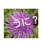 お花はいかがですか？（個別スタンプ：9）