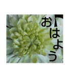 お花はいかがですか？（個別スタンプ：12）