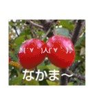 お花はいかがですか？（個別スタンプ：16）