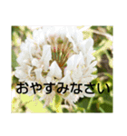 お花はいかがですか？（個別スタンプ：17）