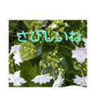 お花はいかがですか？（個別スタンプ：20）