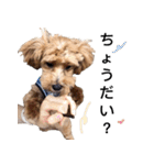 プードル x マルジス パンちゃん（個別スタンプ：5）