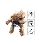 プードル x マルジス パンちゃん（個別スタンプ：13）