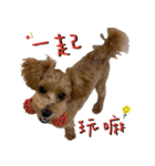 プードル x マルジス パンちゃん（個別スタンプ：38）