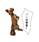 プードル x マルジス パンちゃん（個別スタンプ：40）